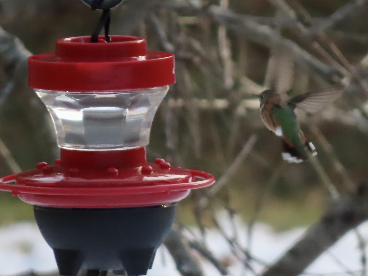Broad-tailed Hummingbird - ML515371631