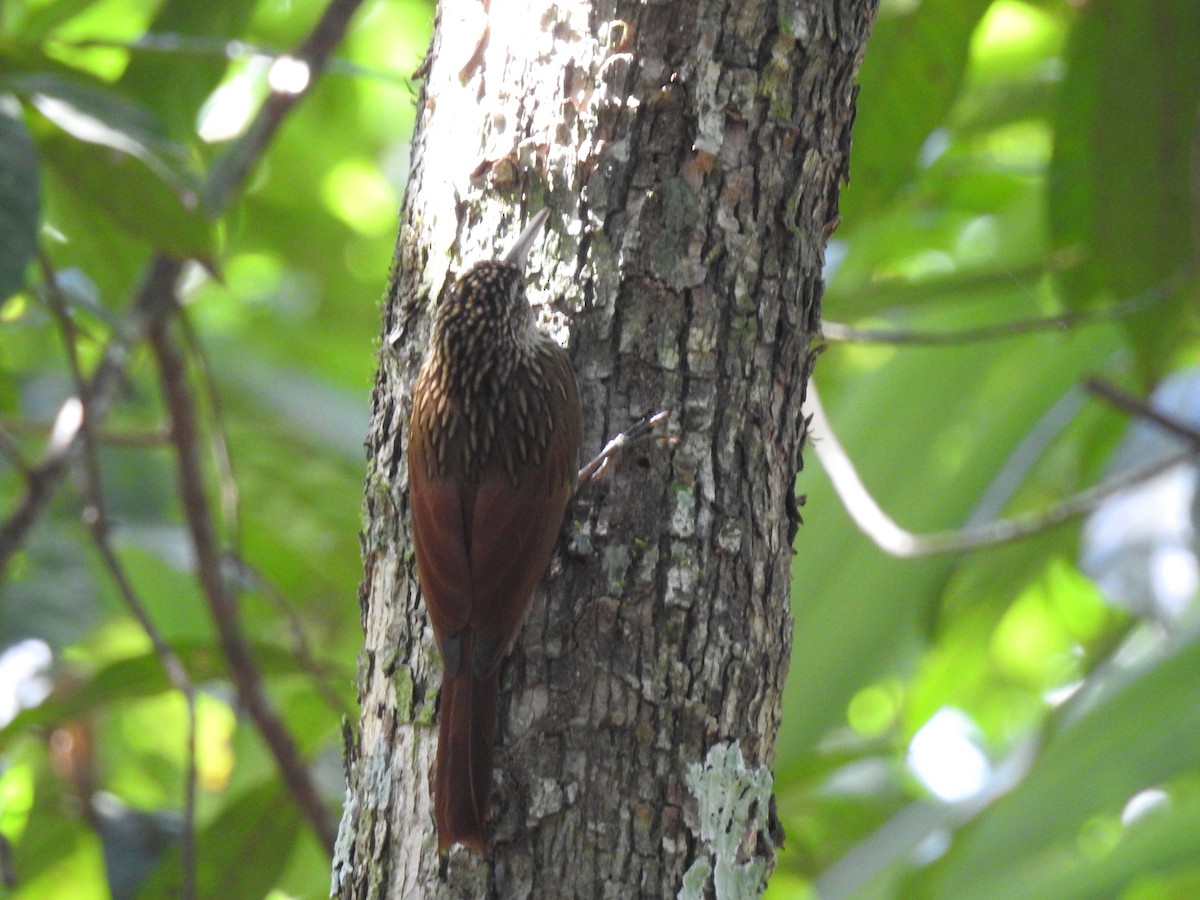 Ivory-billed Woodcreeper - ML515372191