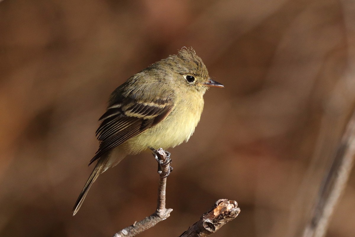 Western Flycatcher - ML515372371