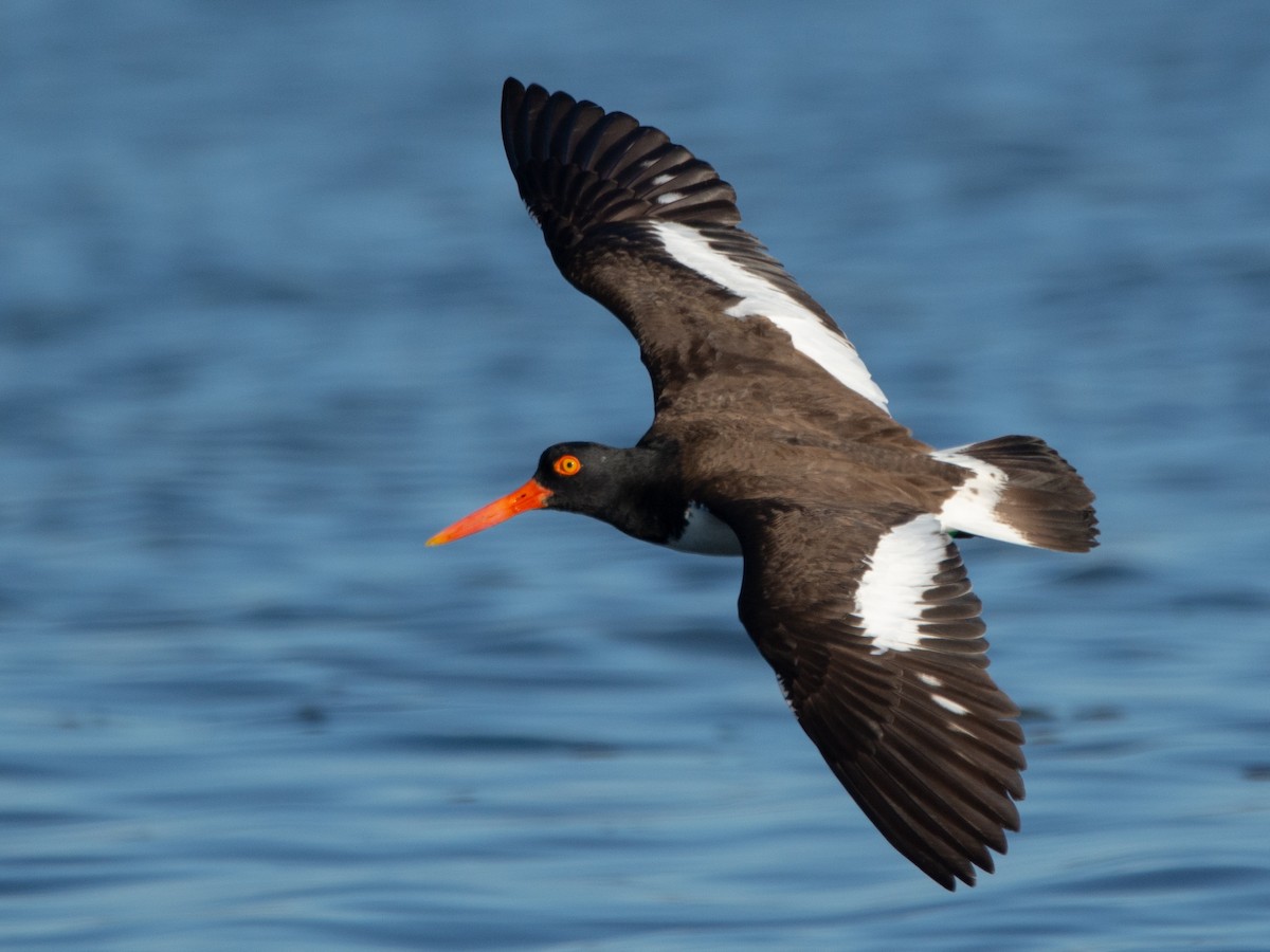 American Oystercatcher - ML515373081