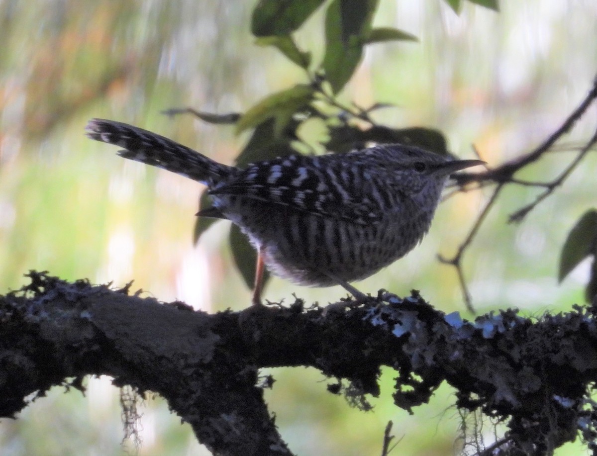 Gray-barred Wren - ML515373521