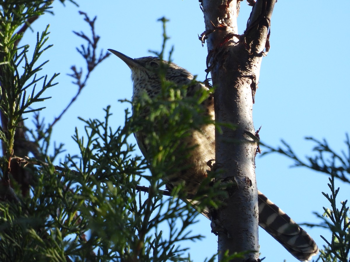 Gray-barred Wren - ML515373581