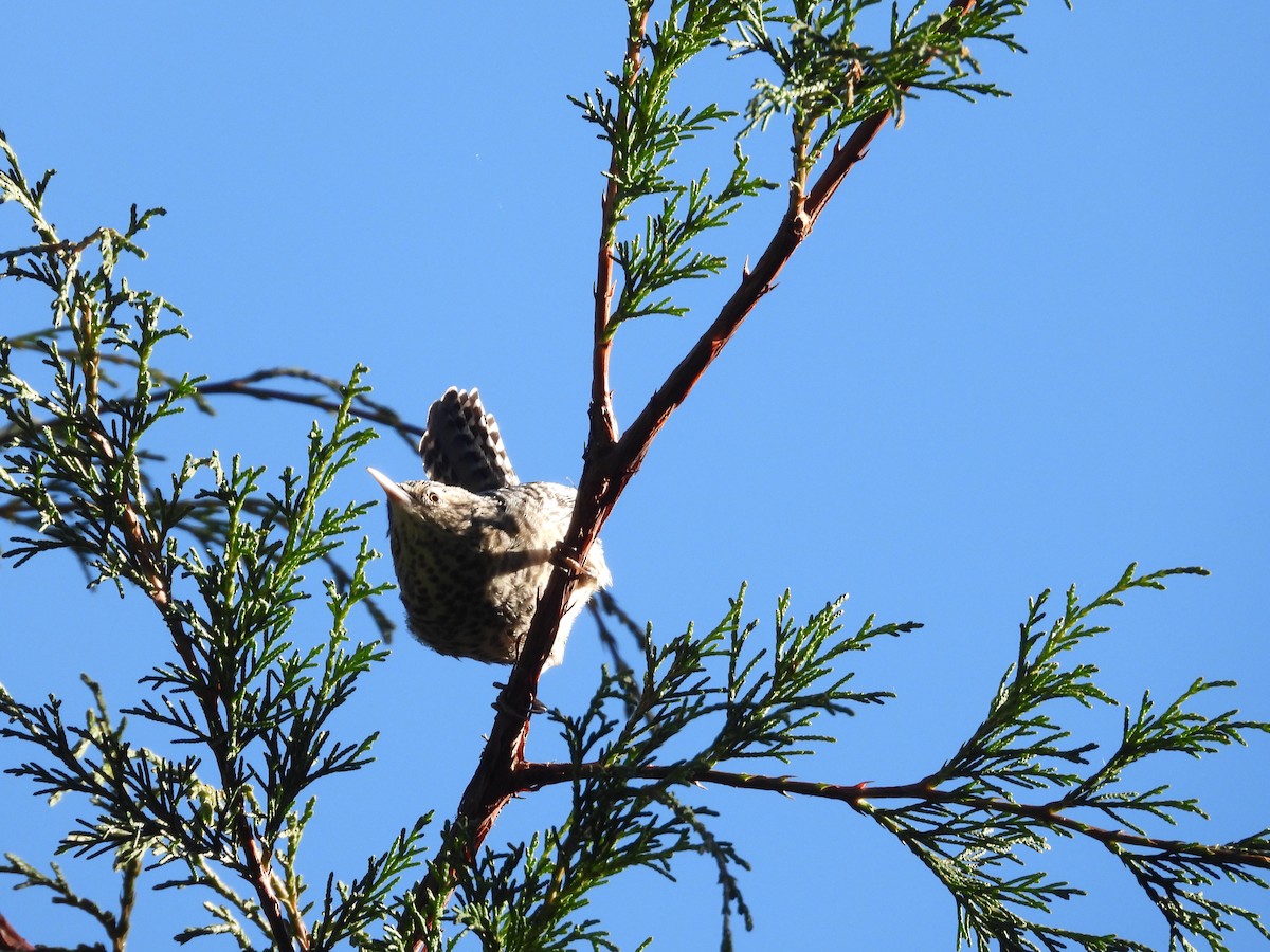 Gray-barred Wren - ML515373601