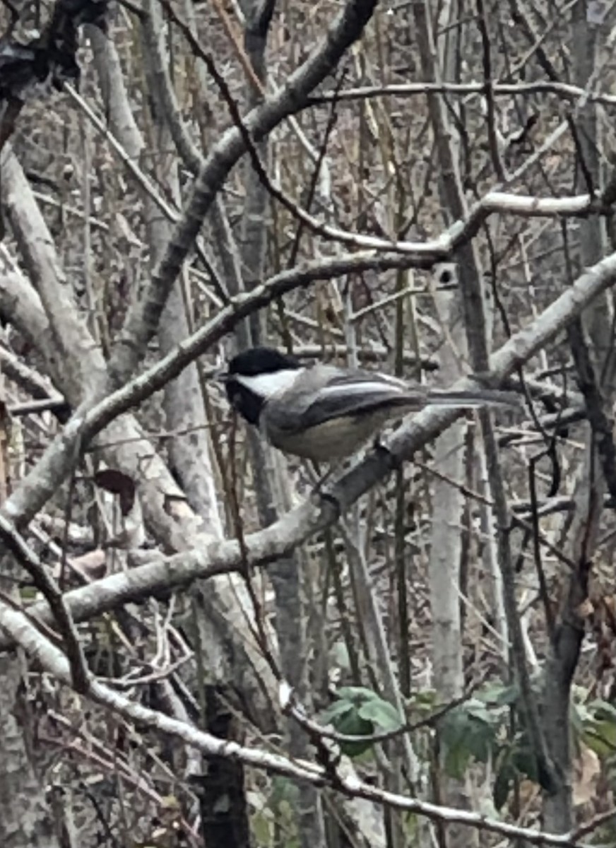 Black-capped Chickadee - ML515373951