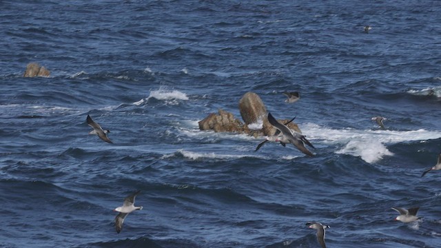 Gaviota Mexicana - ML515374071