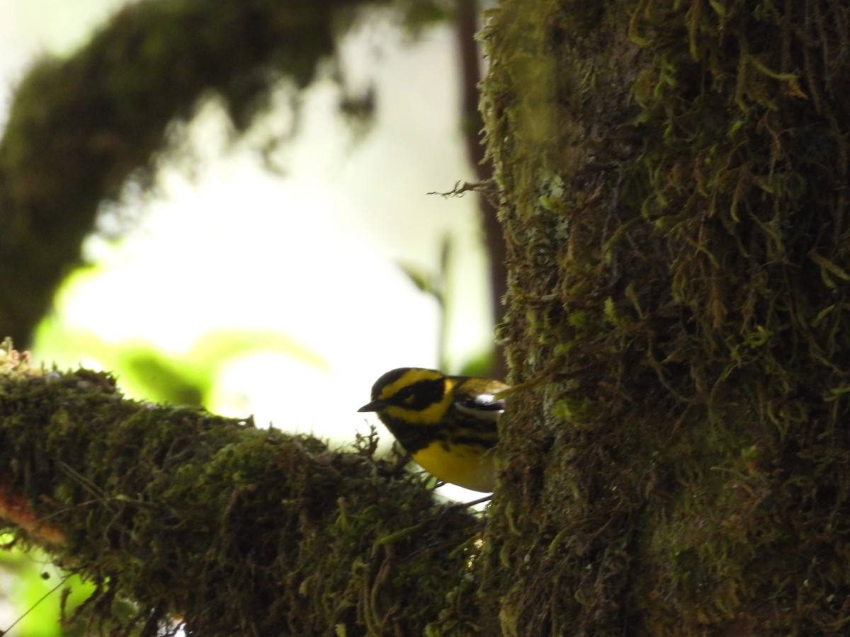 Townsend's Warbler - ML515374191