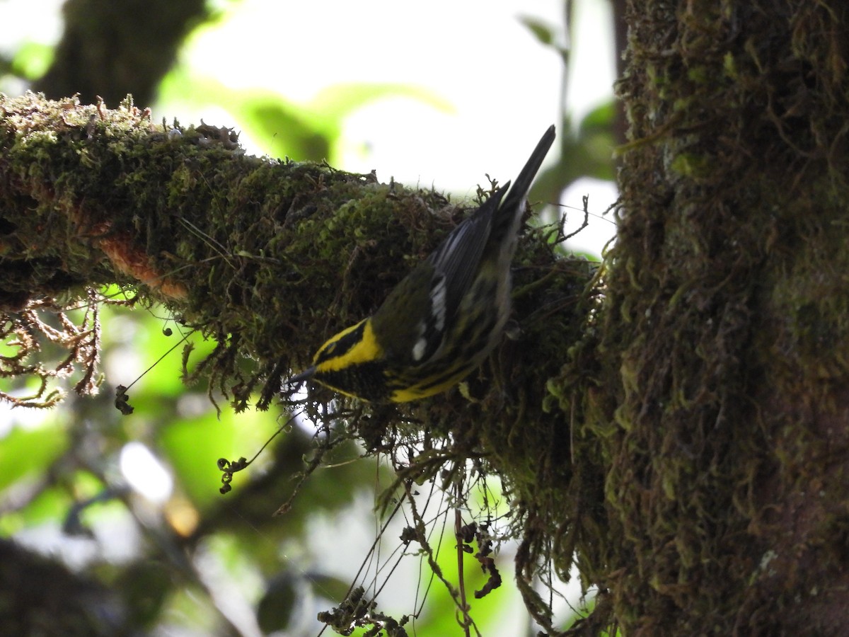 Townsend's Warbler - ML515374201