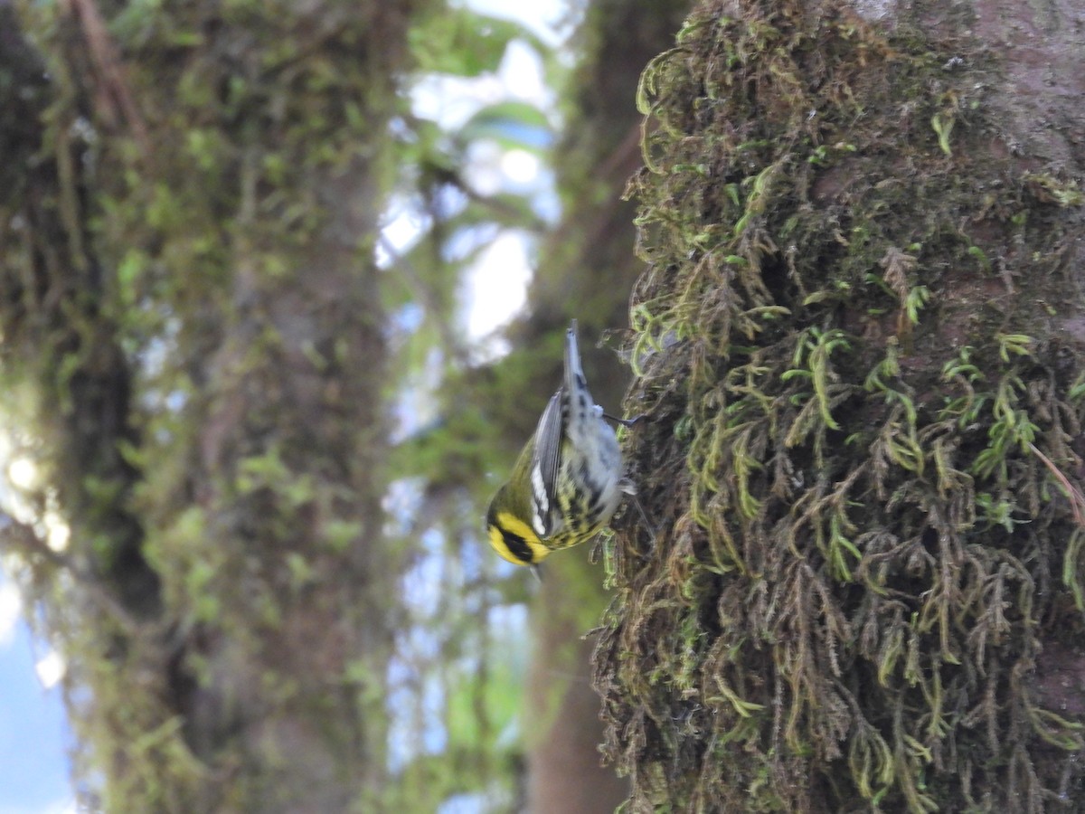 Townsend's Warbler - ML515374221