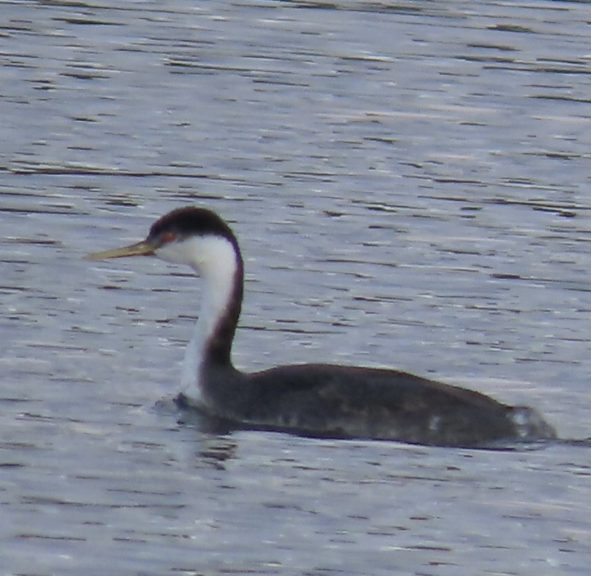 Western Grebe - ML515375201