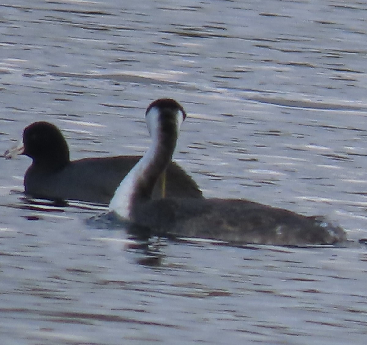 Western Grebe - ML515375211