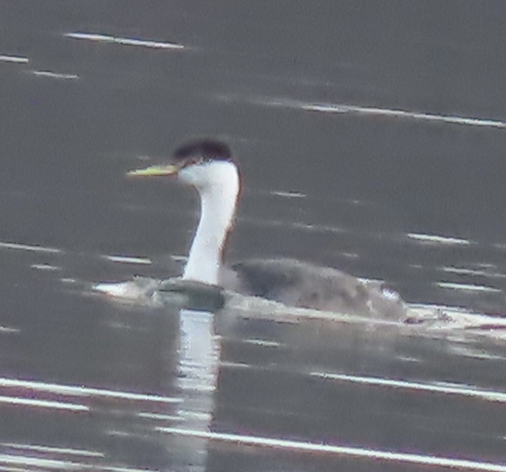 Western Grebe - ML515375221