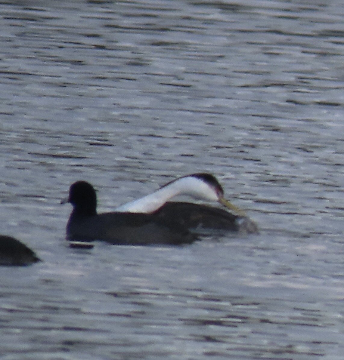 Western Grebe - ML515375231