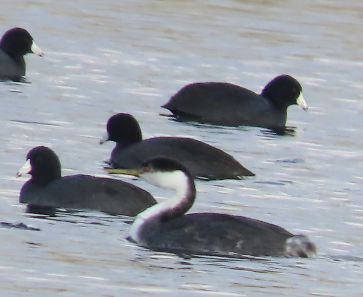 Western Grebe - ML515375251