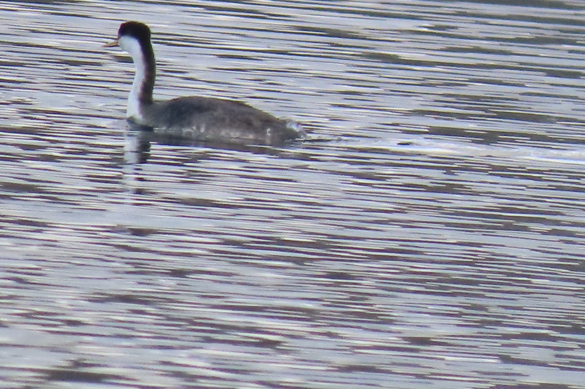 Western Grebe - ML515375261