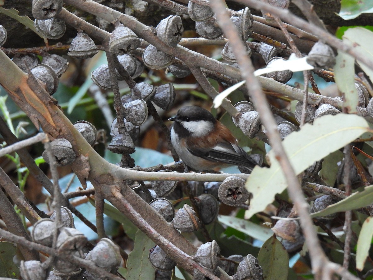 Chestnut-backed Chickadee - ML515375351
