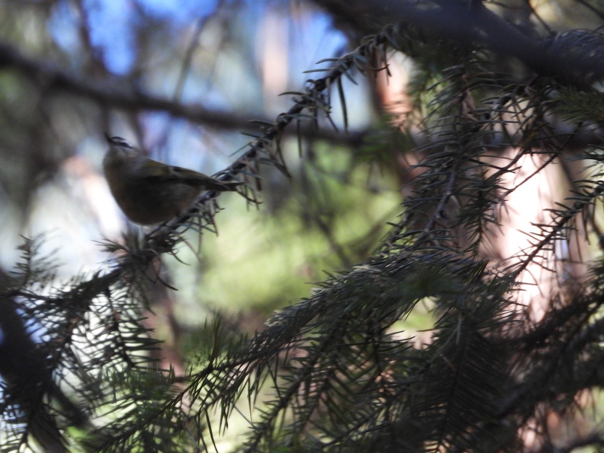 Golden-crowned Kinglet - ML515375721