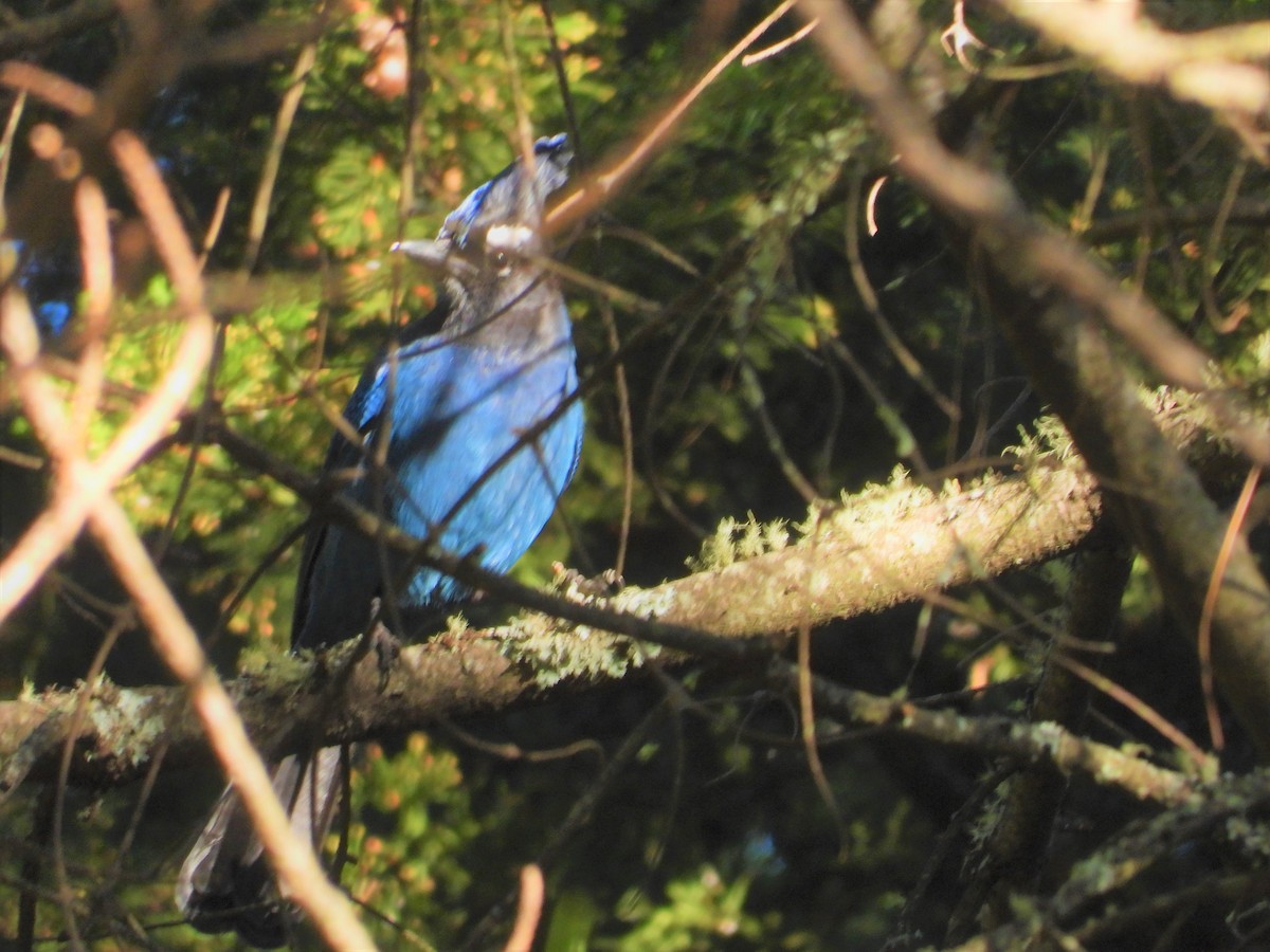 Steller's Jay - ML515375861