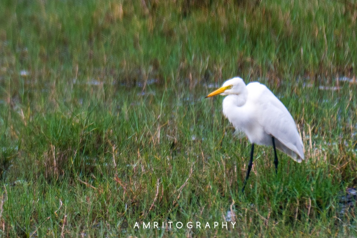 Medium Egret - ML515378591