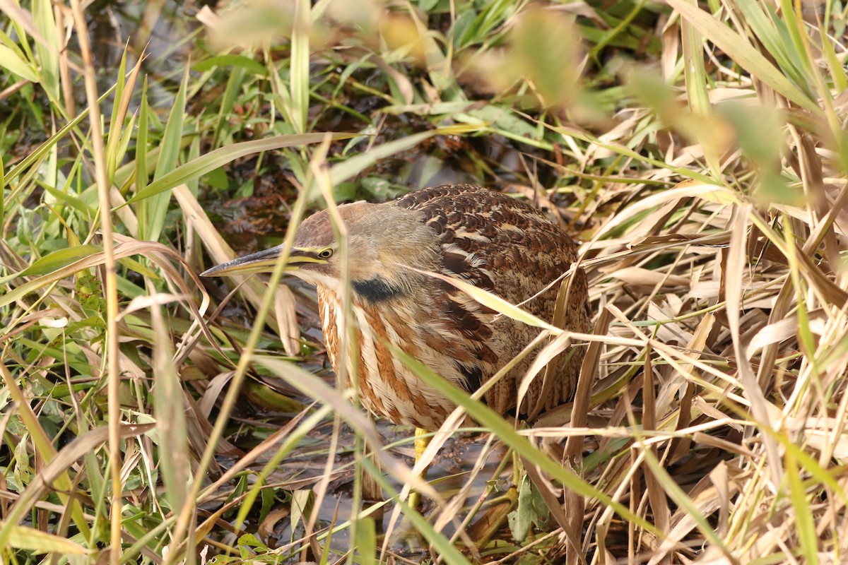 American Bittern - ML515378841