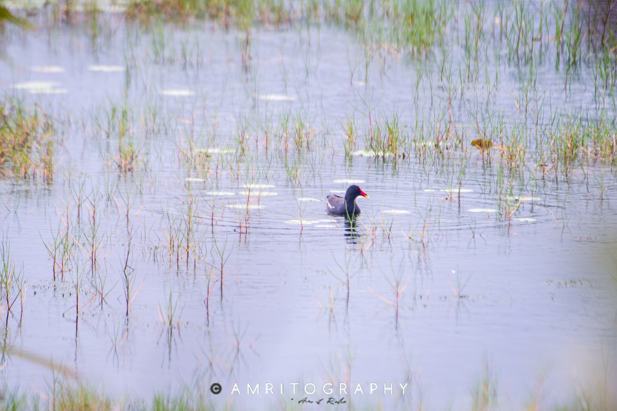 Eurasian Moorhen - amrit raha