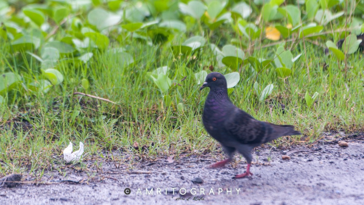 Rock Pigeon (Feral Pigeon) - ML515379171