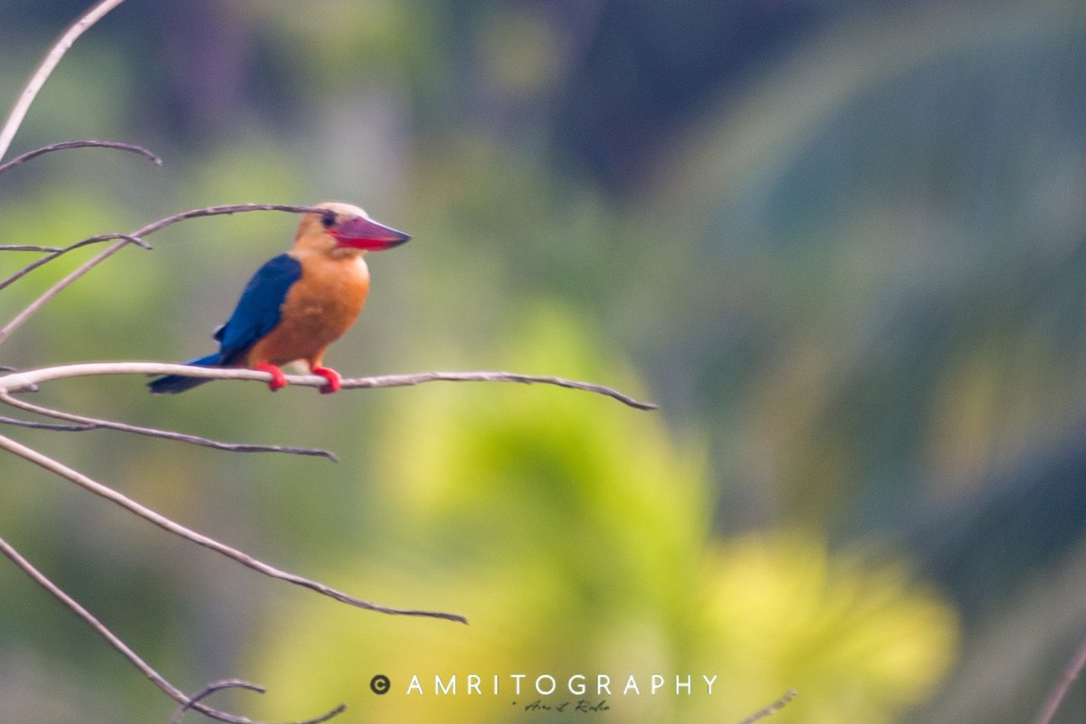 Stork-billed Kingfisher - ML515379681