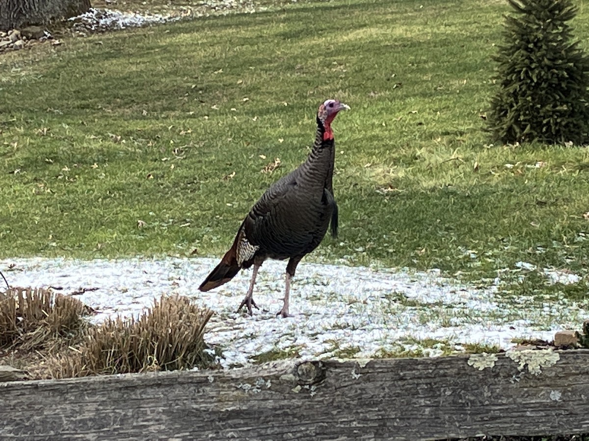 Wild Turkey - Betty Carty