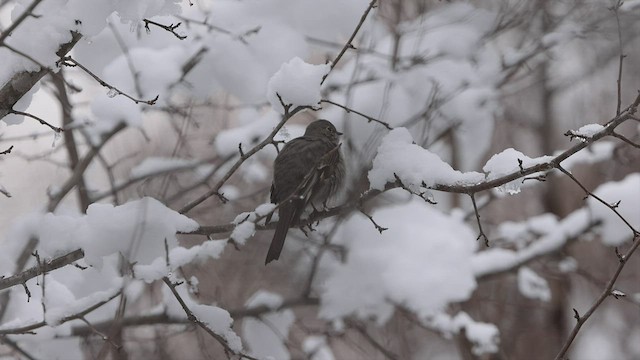 Townsend's Solitaire - ML515379921