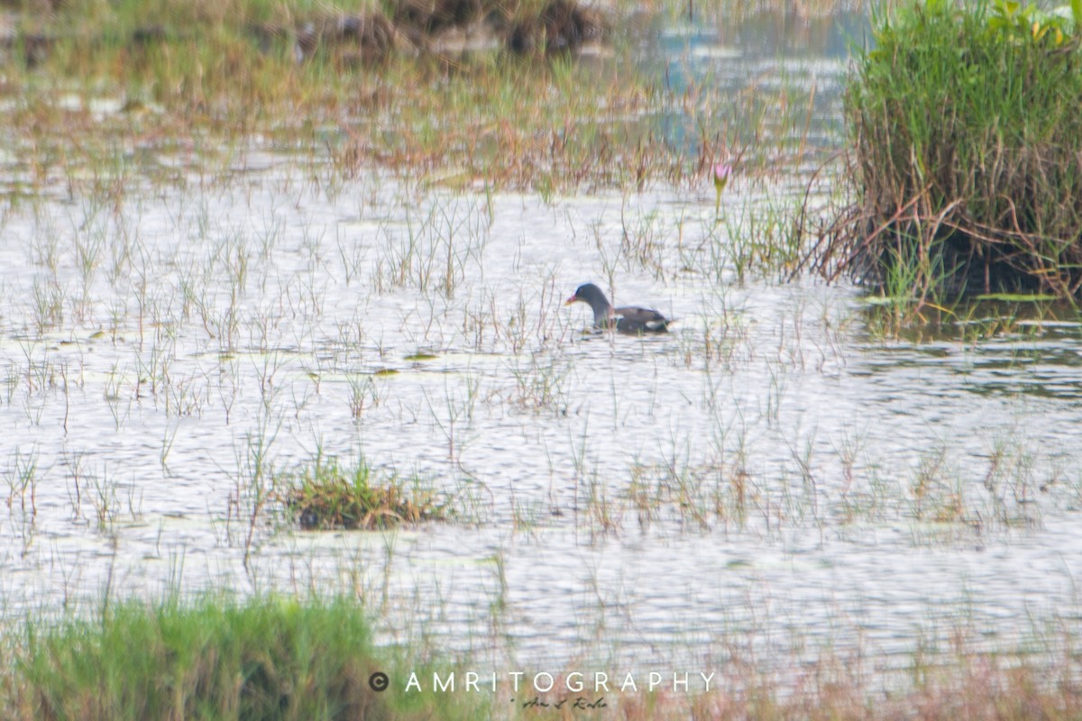 Eurasian Moorhen - amrit raha