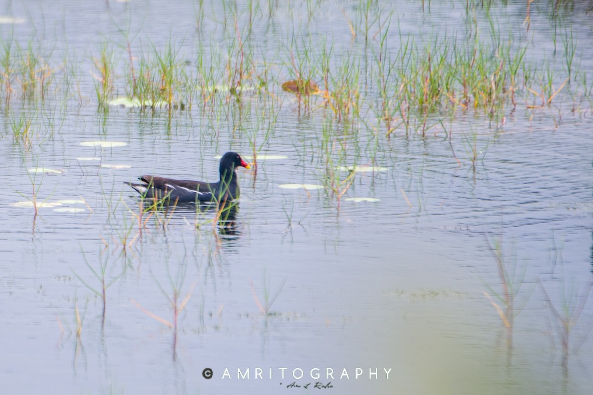 Eurasian Moorhen - ML515380271