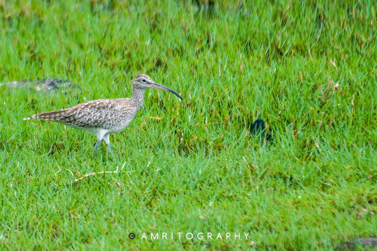 Whimbrel - ML515380461