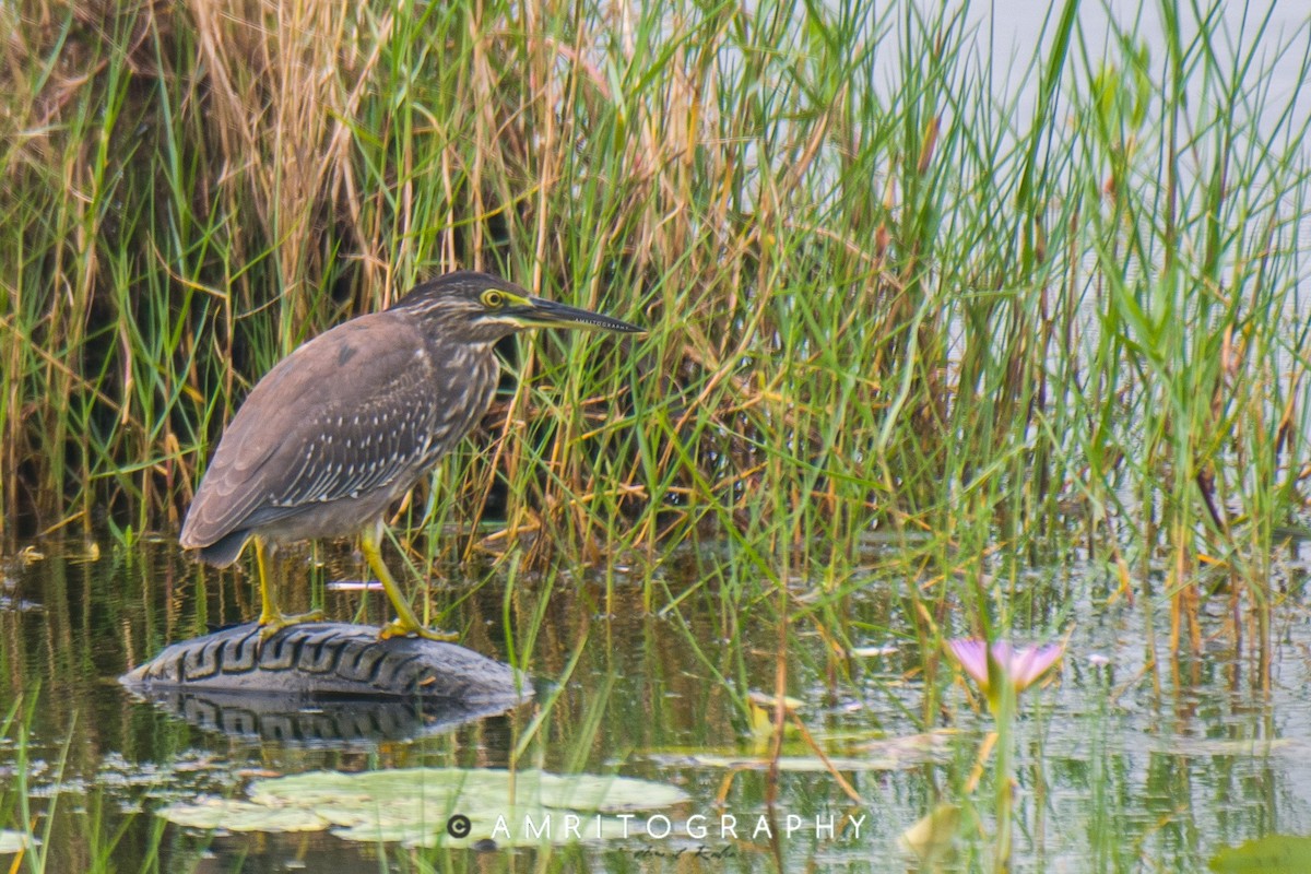 Striated Heron - ML515381511