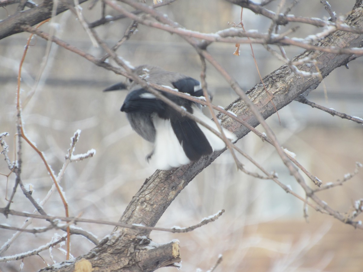 Clark's Nutcracker - ML515381521