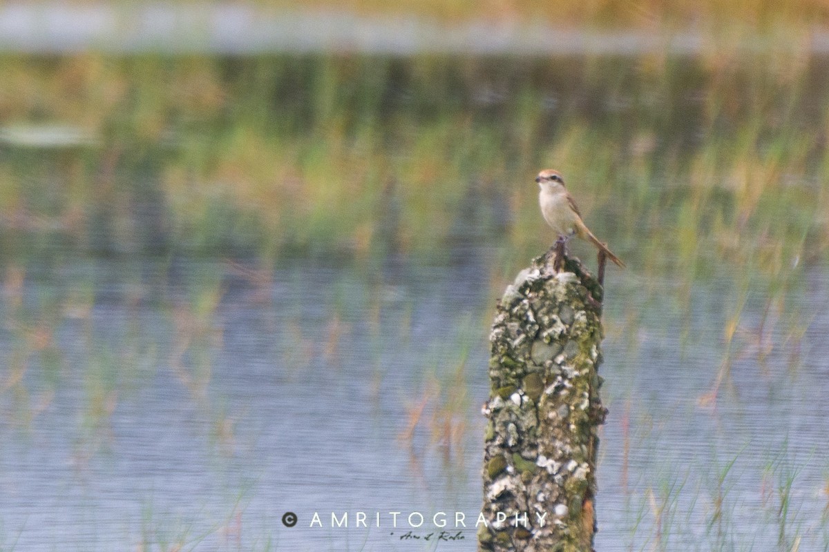 Brown Shrike - ML515381921