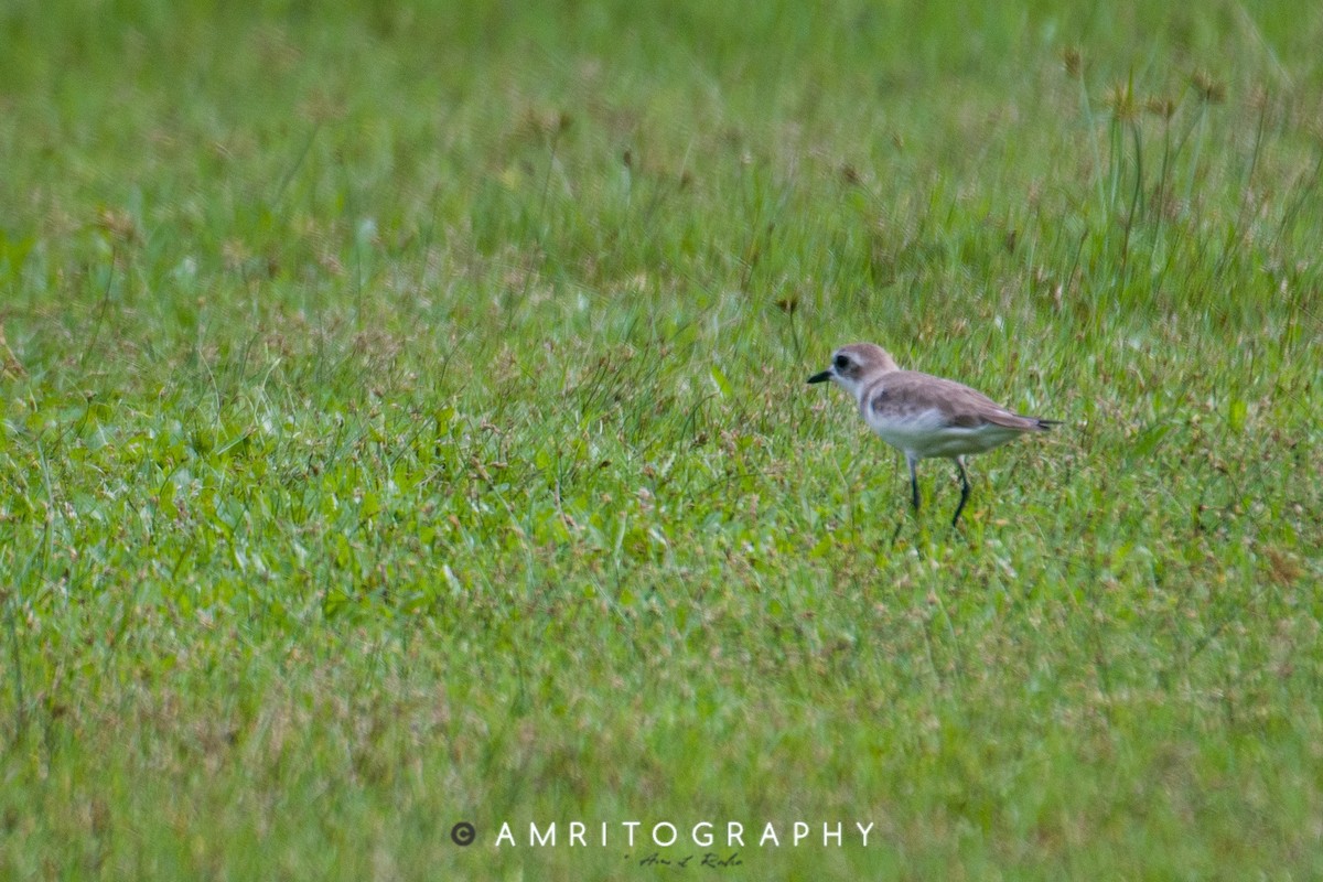 Tibetan Sand-Plover - ML515382501