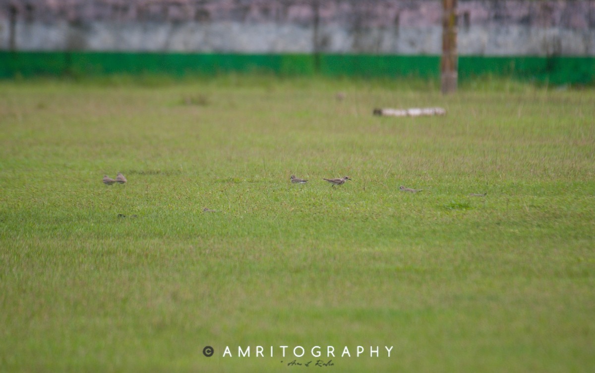 Tibetan Sand-Plover - amrit raha