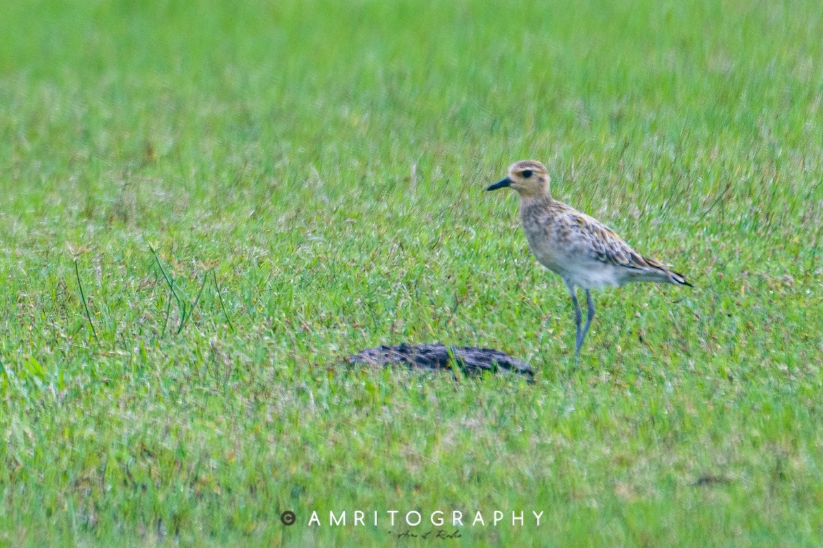 Pacific Golden-Plover - ML515382761