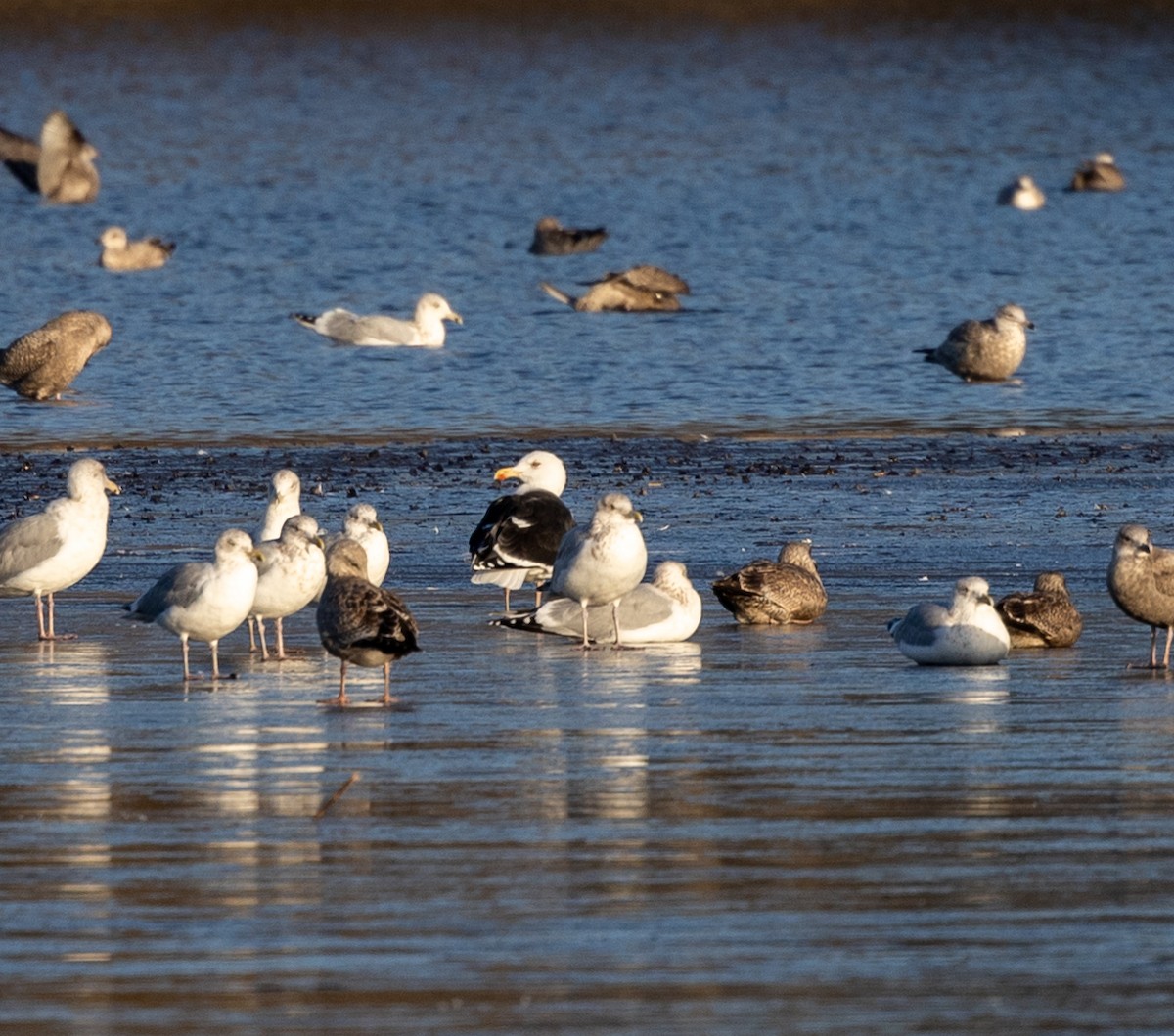 Great Black-backed Gull - ML515383461