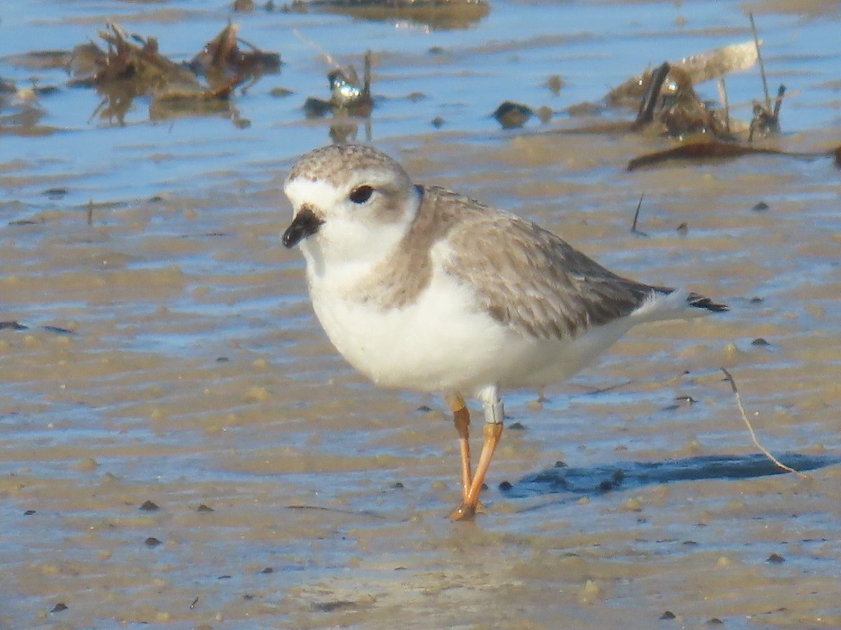 Piping Plover - ML515383471