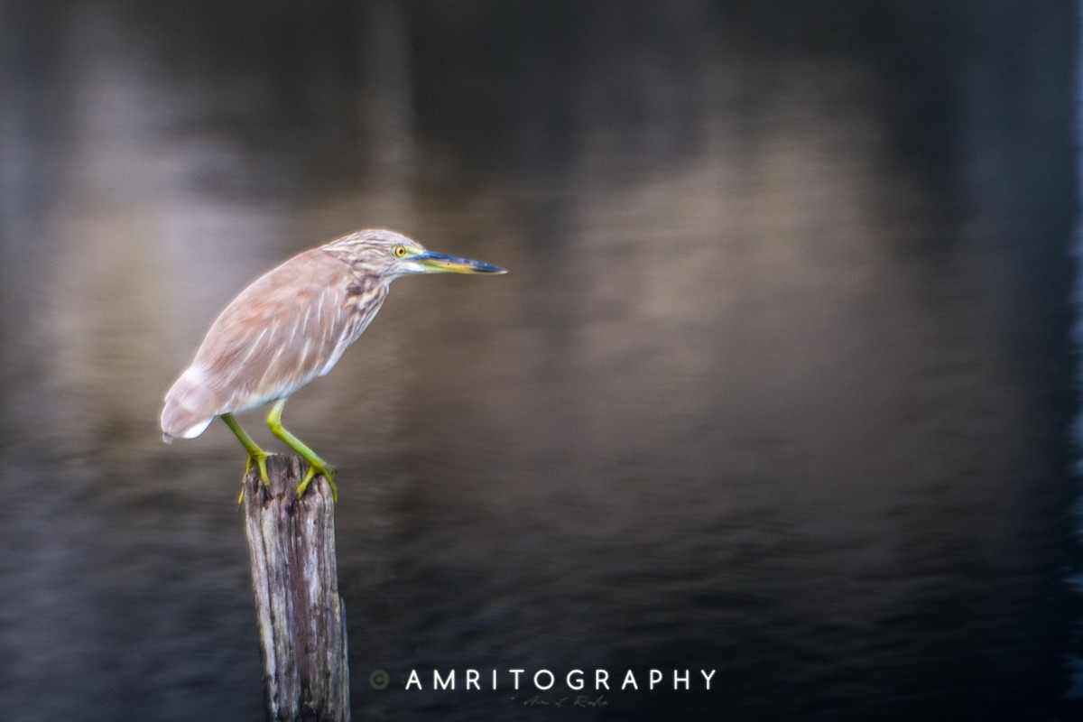 Indian Pond-Heron - ML515384101