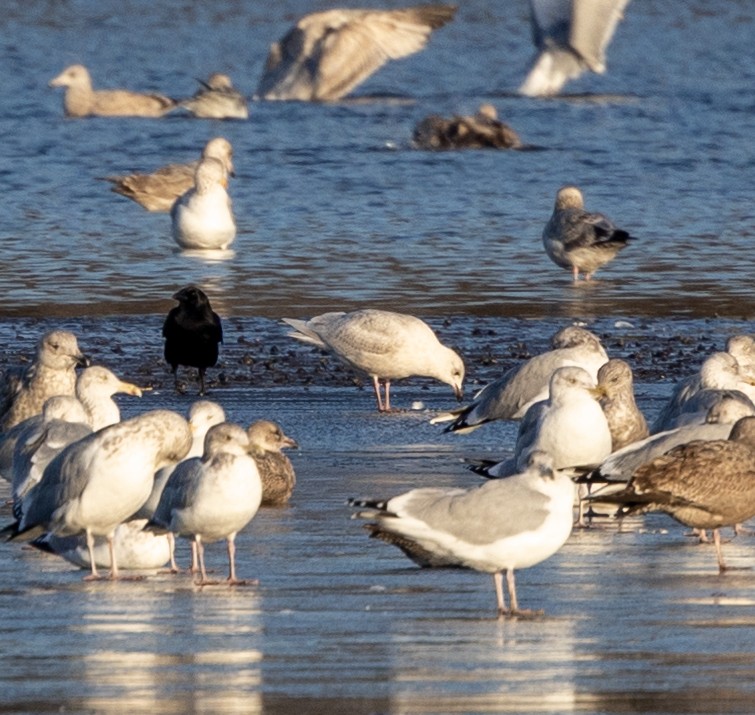 Gaviota Groenlandesa (kumlieni) - ML515384611