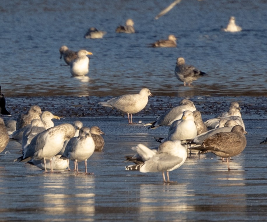 Gaviota Groenlandesa (kumlieni) - ML515384621