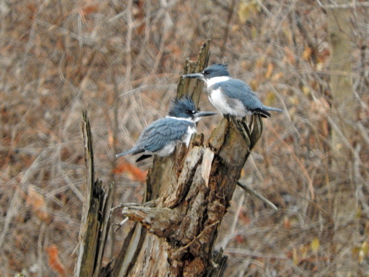 Belted Kingfisher - ML515385441