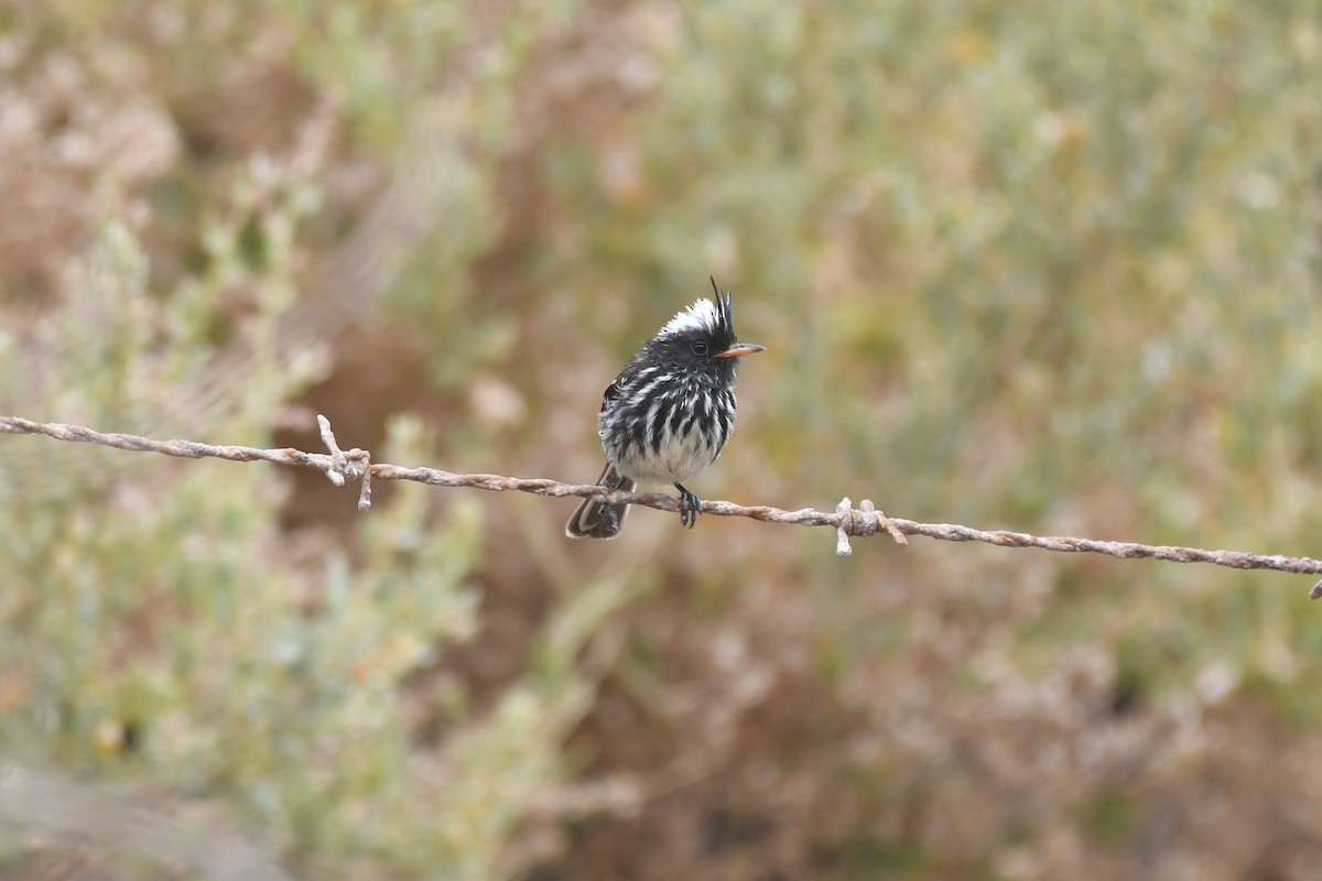 Pied-crested Tit-Tyrant - Tristan Jobin