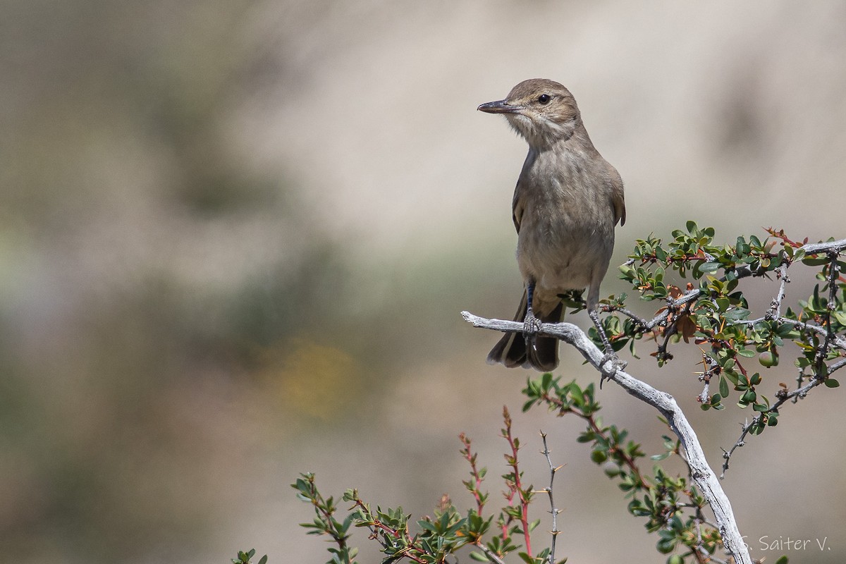 gråbukrovtyrann (micropterus) - ML515386341