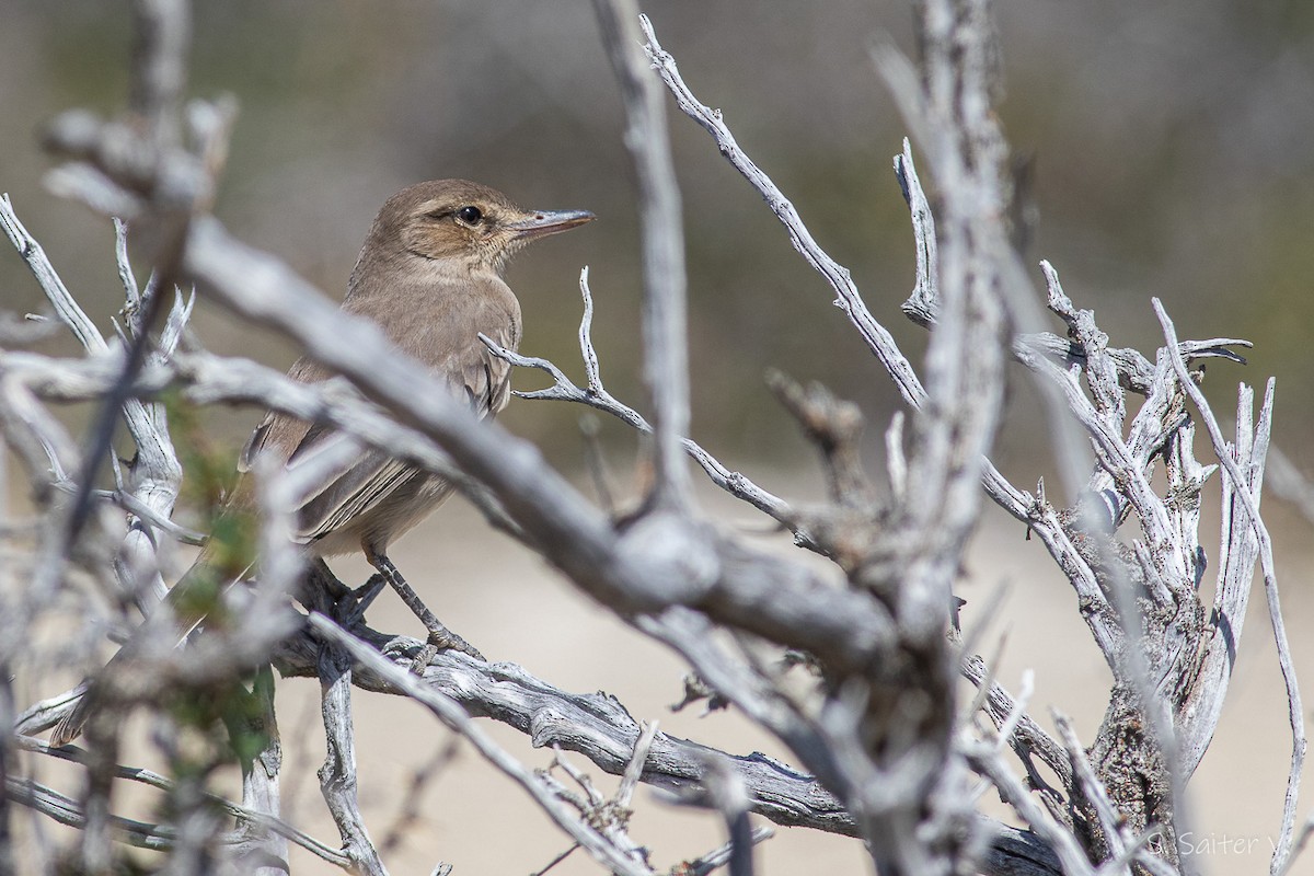 Gray-bellied Shrike-Tyrant (micropterus) - ML515386821