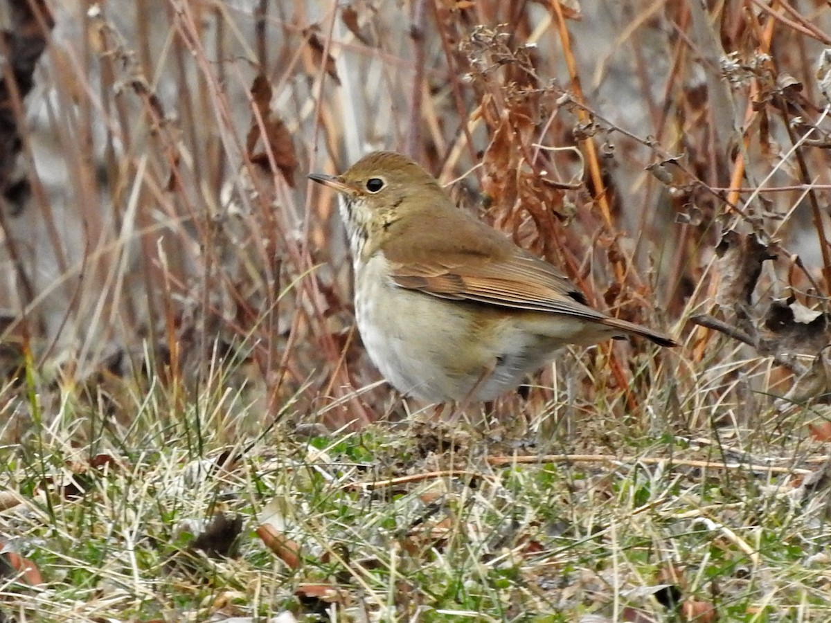 Hermit Thrush - ML515387201