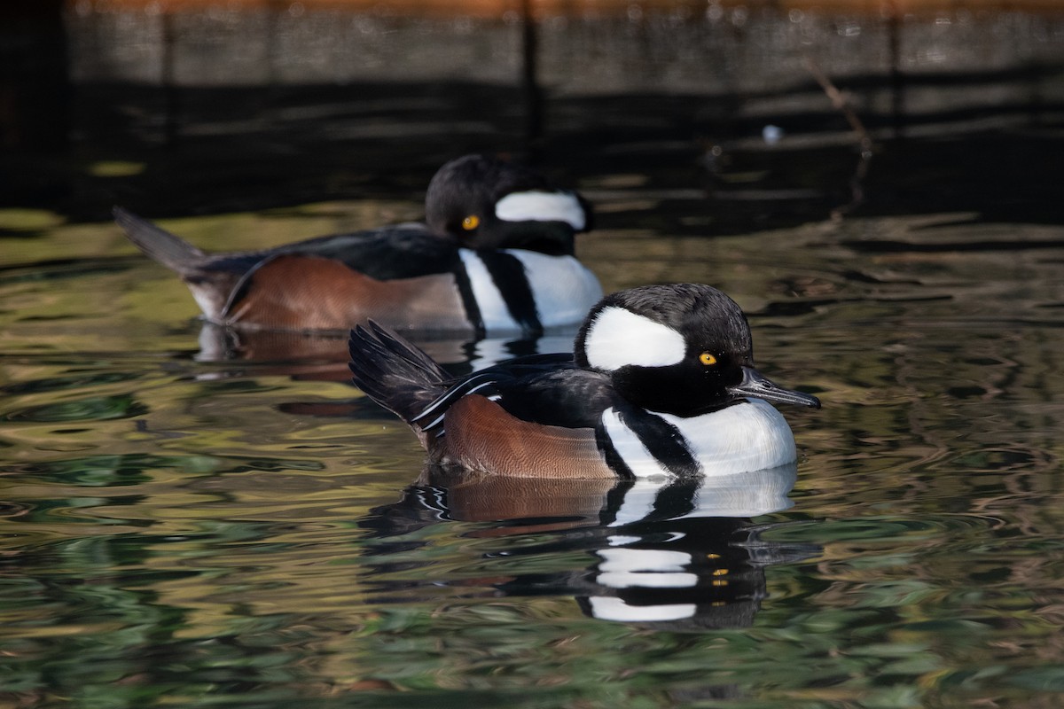 Hooded Merganser - ML515387901