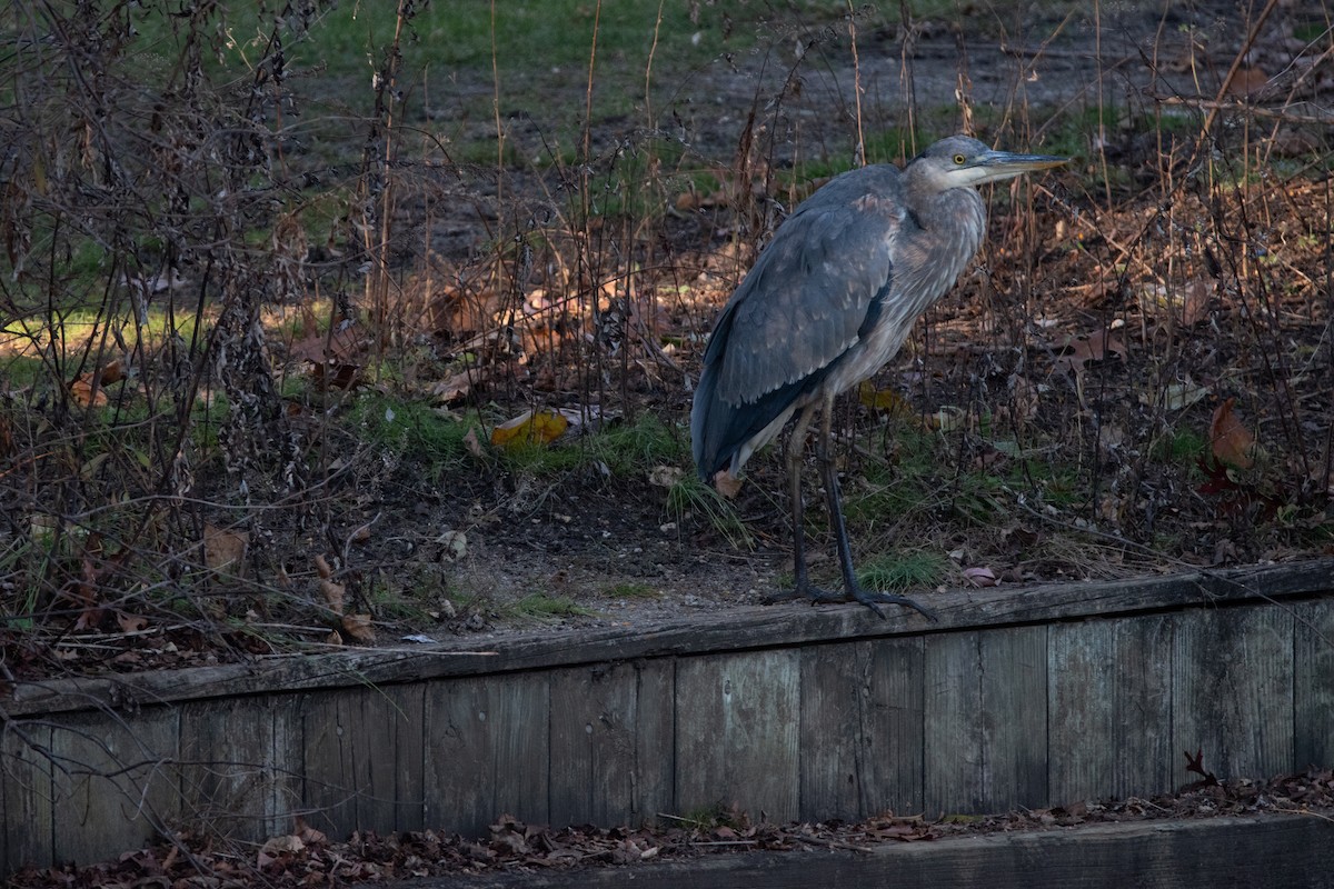 Great Blue Heron - Michael Friedman