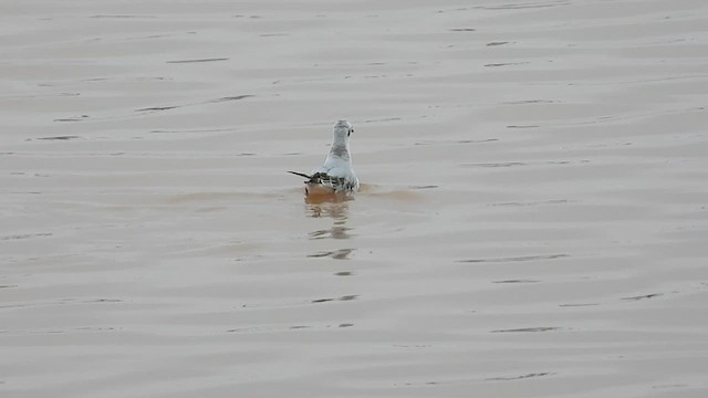 Bonaparte's Gull - ML515388391